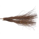 Matura nuiele cu coada